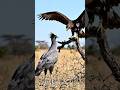 Secretary Bird vs Martial Eagle | Snake Killer vs Sky Predator | Ultimate Bird Battle