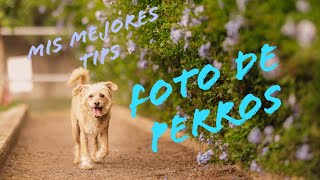 Mis mejores tips para retratar perros