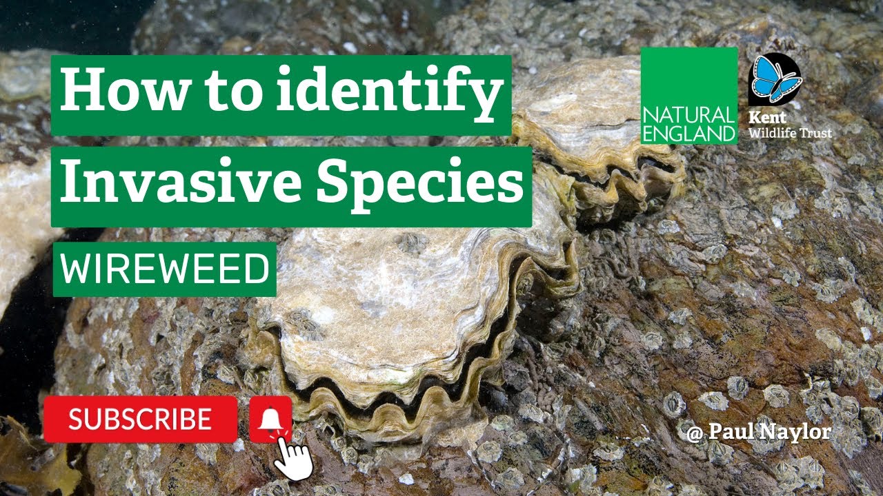 How to Identify Invasive Species | Wireweed