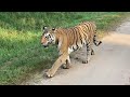 When we met WORLDS MOST Famous TIGRESS "Collar Wali" | Ep 3 | PENCH Tiger Reserve | Ss Vlogs :-)