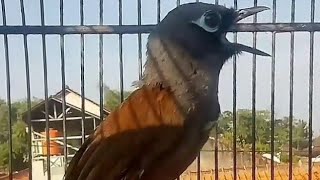 Download Lagu GACORR BERISIK BURUNG POKSAY MANTEL MP3 Download Lagu GACORR BERISIK BURUNG POKSAY MANTEL MP3