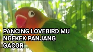 Suara Burung Lovebird Pancing Lovebird Mu Pasti Akan Nyaut Ngekek Panjang Gacor