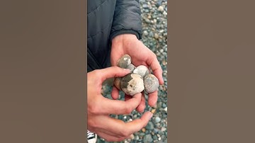 These Are 20 MILLION Years Old & Here’s HOW TO FIND THEM! #shorts