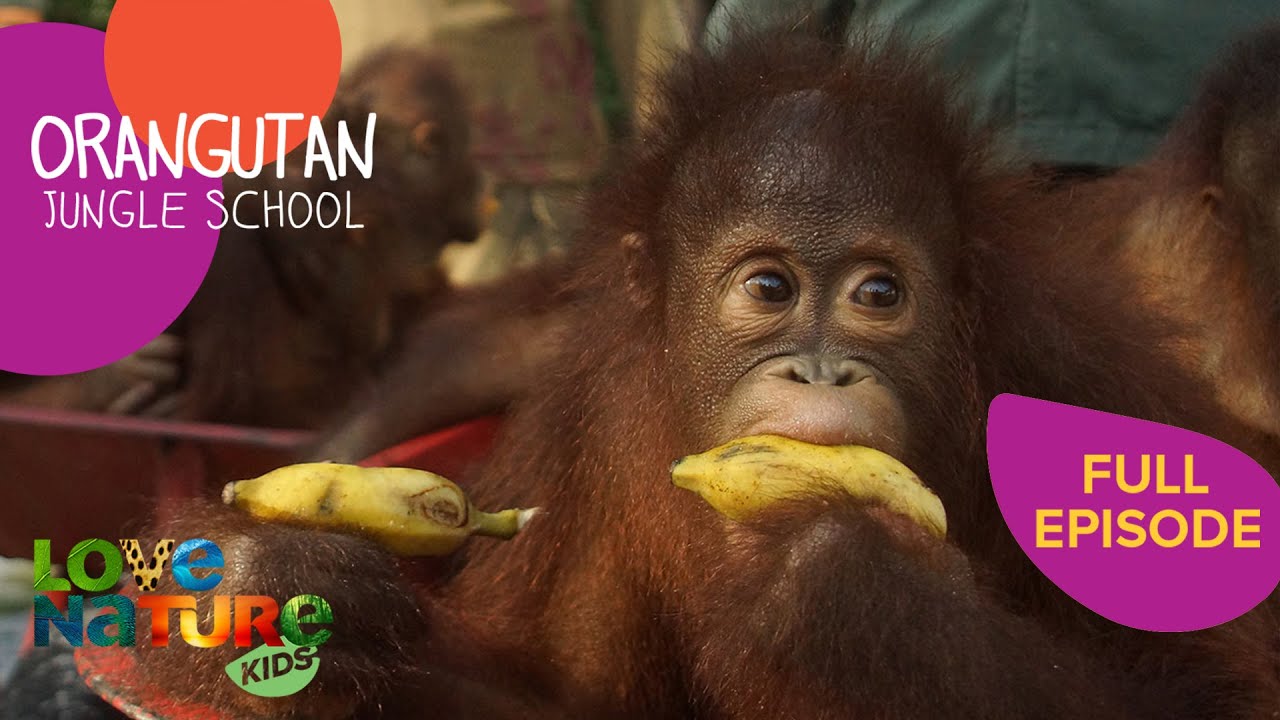Weighs and Means | Orangutan Jungle School 106