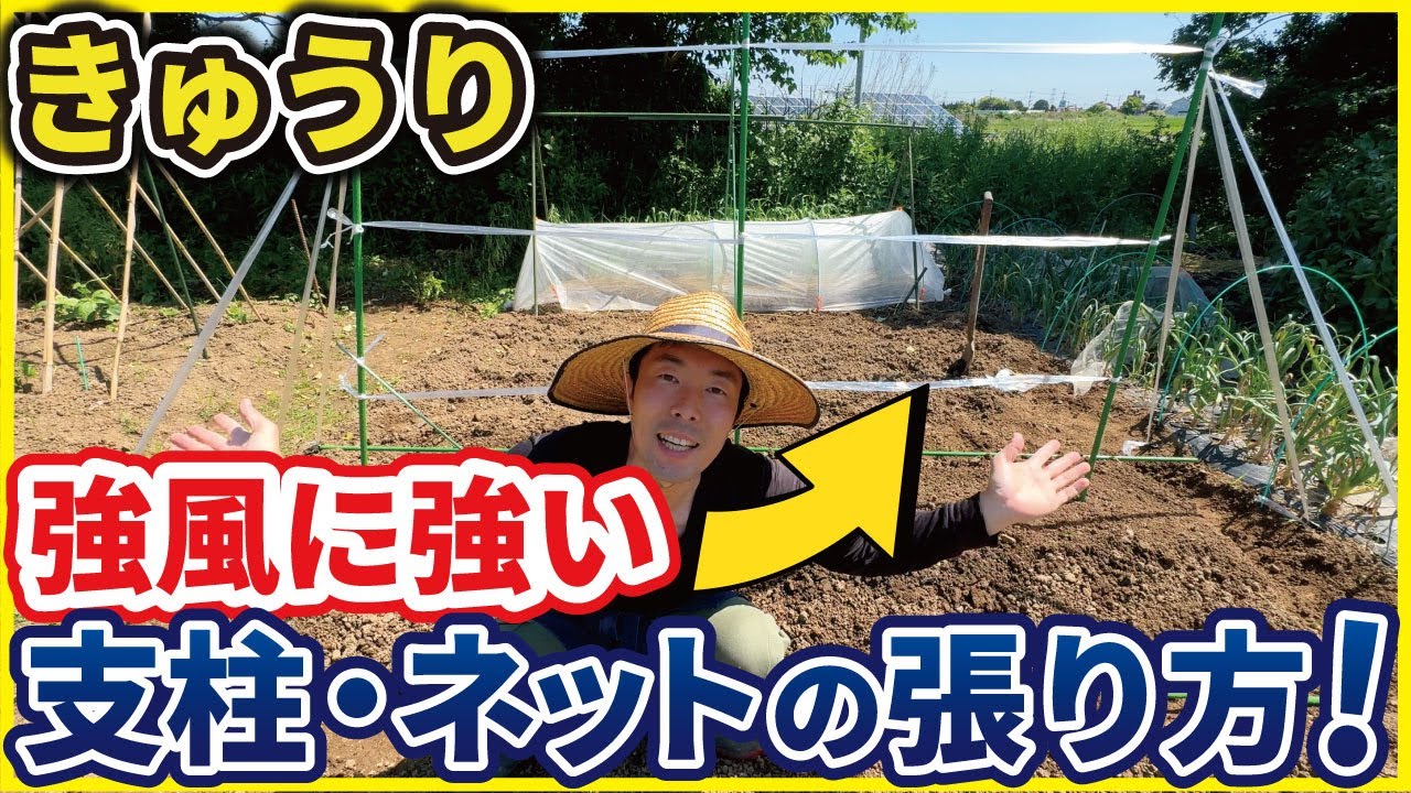 【きゅうり】強風に強いキュウリの支柱・ネットの張り方は⭕⭕すると簡単です！