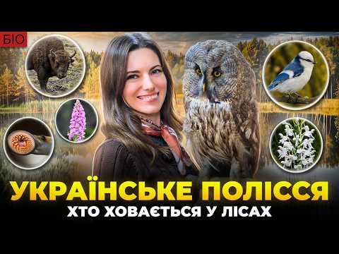 Ukrainian Polissya - who is hiding in the forests and swamps of the north of our country? Flora a...
