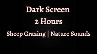 Black Screen: Sheep Grazing Sounds 🐑 New Zealand Nature Ambience | Sleep, Relax, Study, White Noise