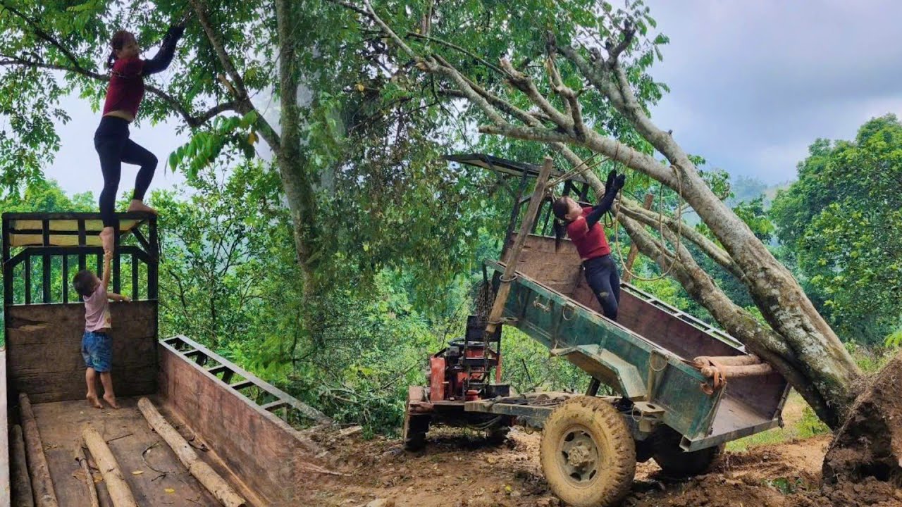 With My Son Driving Agricultural Vehicle - Digging Large Bonsai Trees And Transporting Them For Sale
