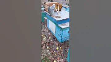 Пчелиный городок осенью...