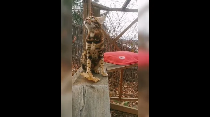Video 651101: bengalcat cats catio, bengalcat cat cutecat, bengal love, bengal playing, catio outdoors, cat falls