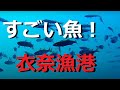 驚きの魚!衣奈漁港の水中映像