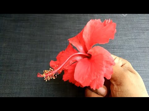 Video: Bagaimana Anda membuat indikator mawar China di rumah?