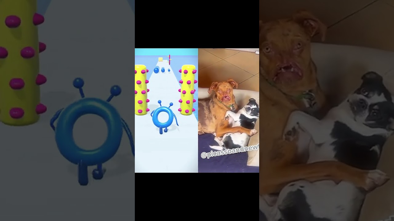 Dogs cuddling: one dog has an unusual nose