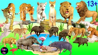 Big Cat Week 2021 - Zoo Animals - Lion Jaguar Florida Panther Wild Boar Warthog Peccary Babirusa 13+