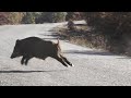 YOZGAT DOMUZ AVI/ wild boar hunting - YOZGAT -TÜRKİYE