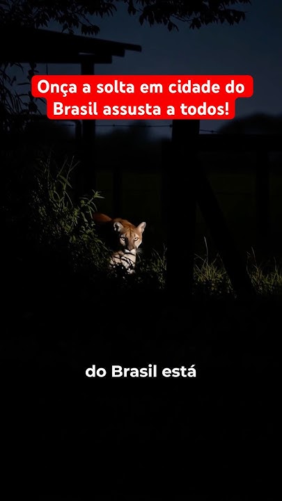 Onça a solta em cidade do Brasil assusta a todos!