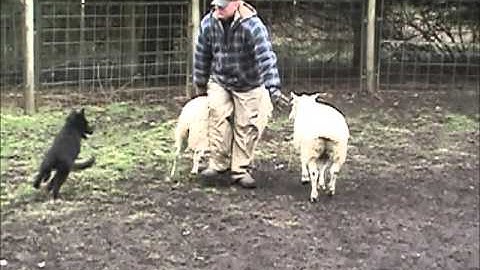 Kupo: Herding Instinct Test