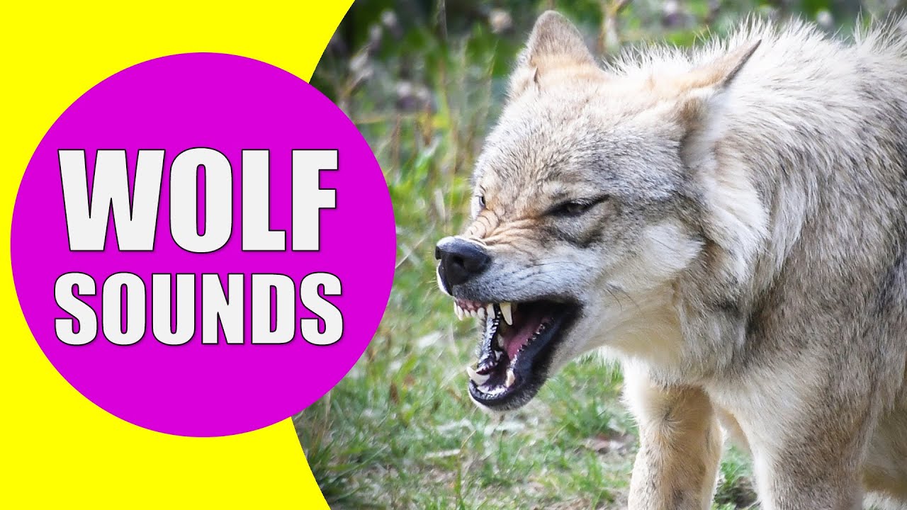 Wolf Howling Sounds | Listen To The Sound Of Wolves Howling - Youtube