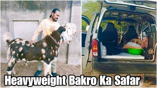 Heavyweight Bakro Ka Safar - 1285 KM Goat Transportation Journey By Mubarak Khilji