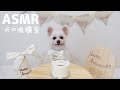 【ASMR】犬がお誕生日ケーキを食べる咀嚼音🐶🎂マルポメ【Dog mukbang】