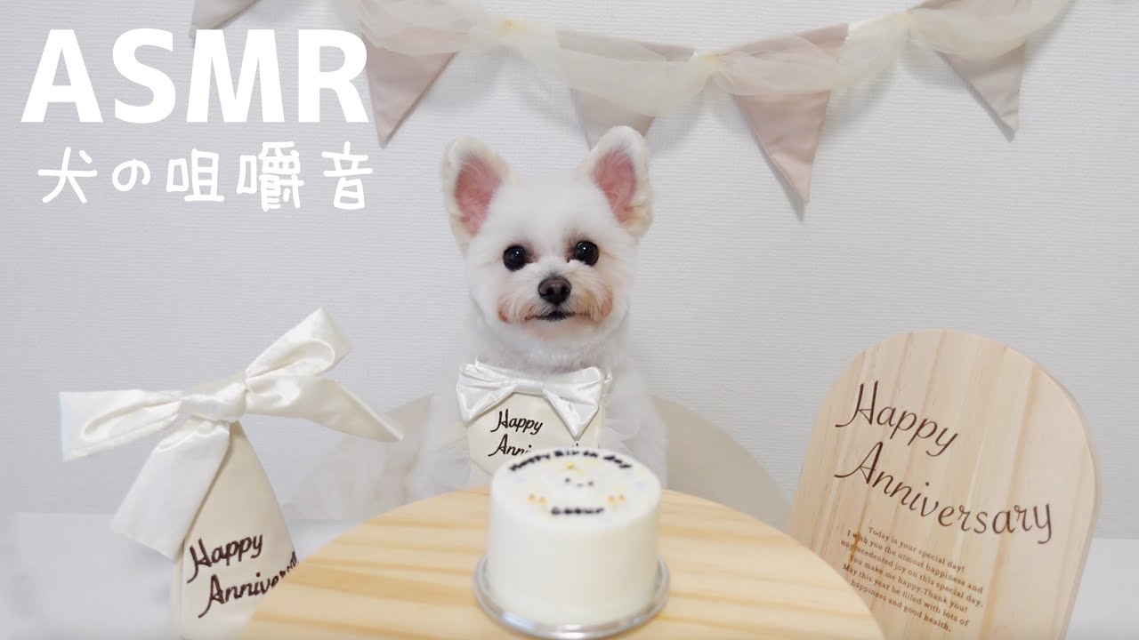 【ASMR】犬がお誕生日ケーキを食べる咀嚼音🐶🎂マルポメ【Dog mukbang】