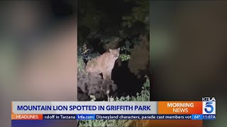 Cougar spotted in Griffith Park