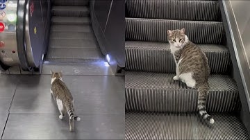 Smart Cat Uses Escalator