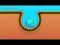 Entry of virus into host cell  microbiology animations