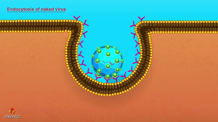 Entry of Virus into Host Cell - Microbiology Animations - DayDayNews