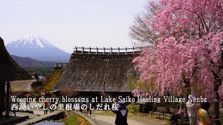 The last Sakura of the year is in full bloom at Lake Saiko healing Village Nenba. by Japan Travel Walk 5,774 views 1 month ago 12 minutes, 4 seconds