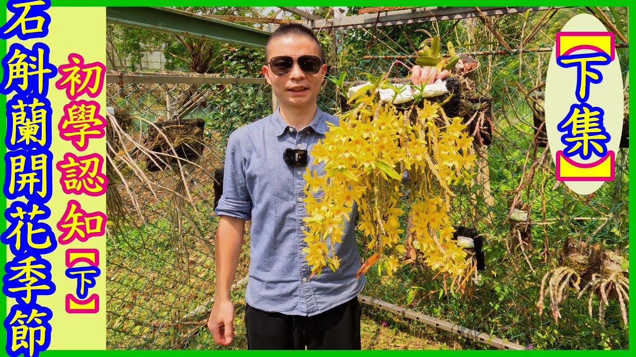 【石斛蘭】初學入門 | 石斛蘭開花季節 | 初學者認知-下集 | - Part 65