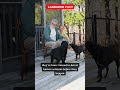 Labradors Can Sense Seizures Before They Happen! 🧠 Life-Saving Dog Fact #DidYouKnow #DogFacts
