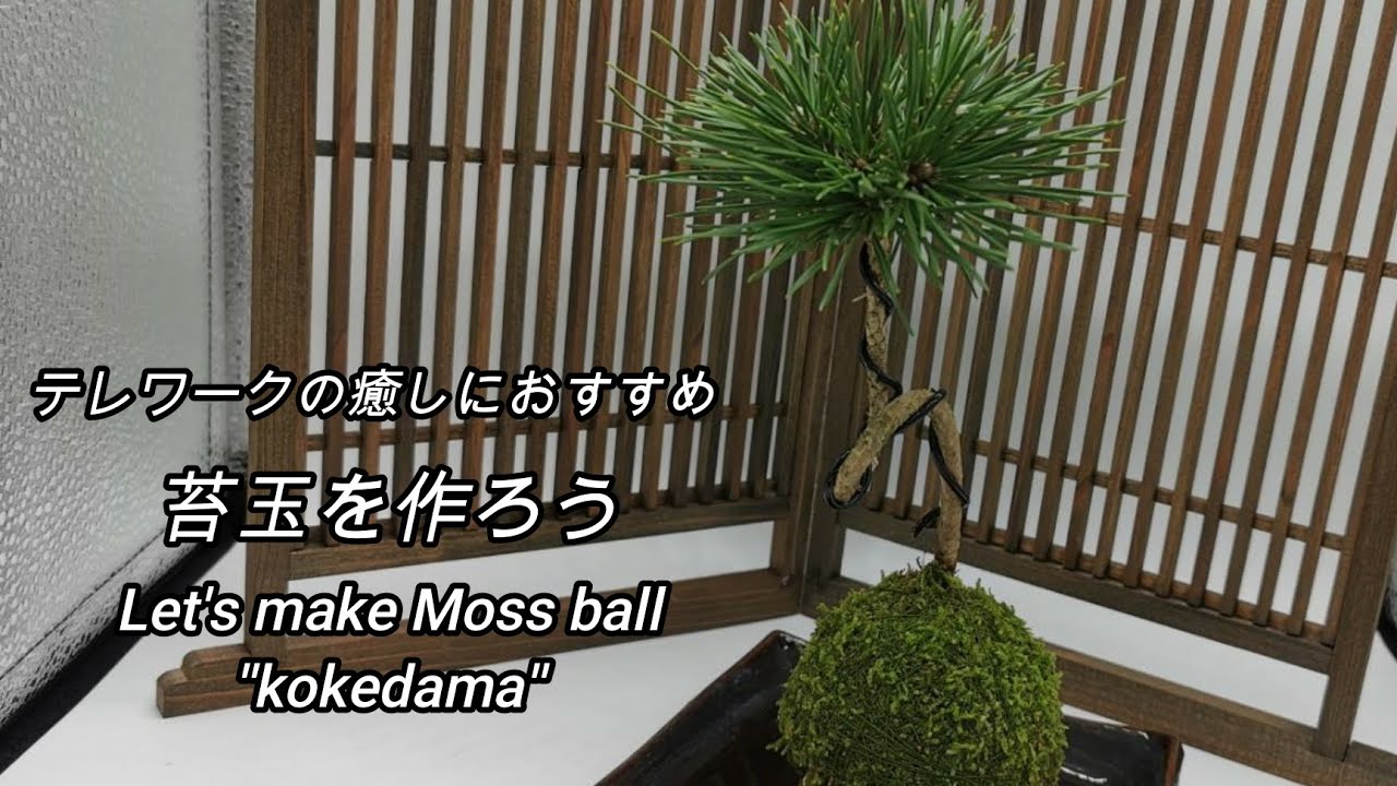 手も汚れず、たった15分！和景Kazunori流 苔玉の作り方