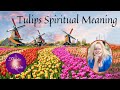 Tulip spiritual meaning tulips colors  flowers spring spiritual psychicdebbbiegriggs