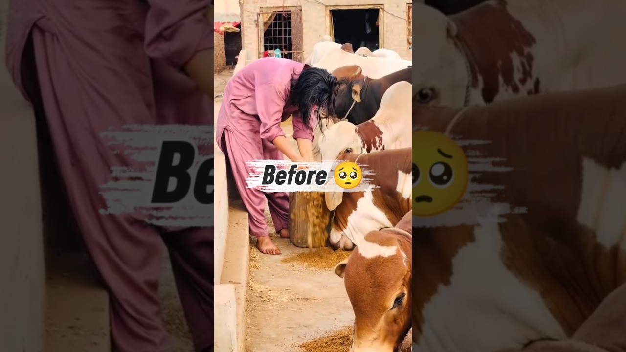 Before Or After Moments 🥺🥀 #cow #trustonallah #qurbanvlogs