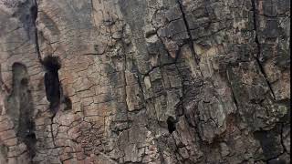 wooden background close up