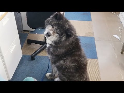 秋田犬会館配信！
