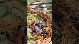 Yapraktan Kompost Olmaz I