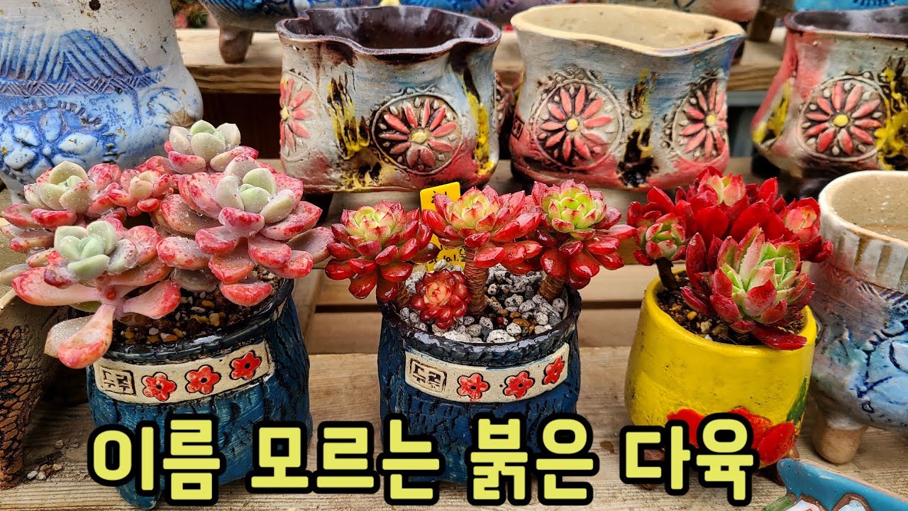붉은 다육이들 분갈이 해요 ~ 색감이 힐링이네요^^ #다육이 #다육식물 #succulent #두루공방