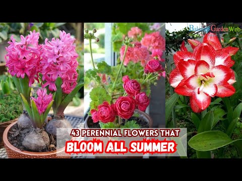 Video: Summer flowers: the right choice