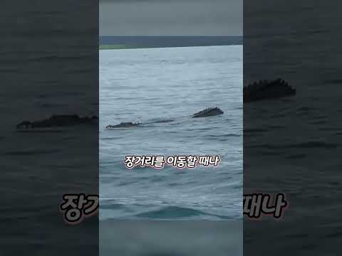 바다 위를 통나무처럼 둥둥 떠다니는 이유 thumbnail