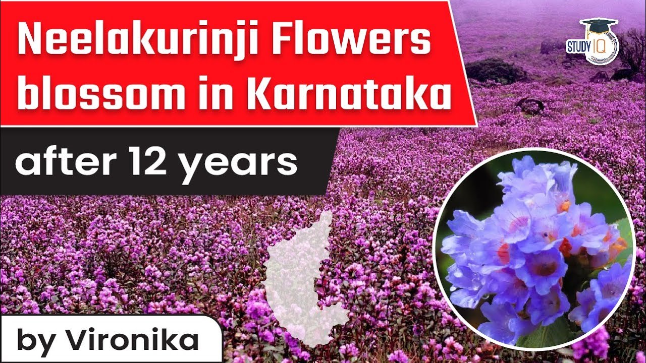 Neelakurinji flowers blossom in Karnataka’s Kodagu hills after 12 years