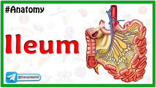 Anatomy of Ileum Animation: Blood supply, Venous drainage, Histology, Innervation, Functions