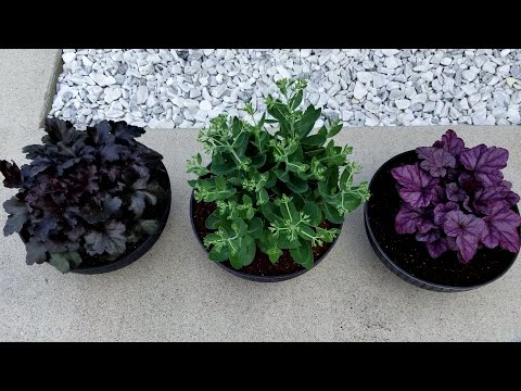 Planting Perennial Plants In Hanging Baskets | 2020 | Heuchera and Sedum