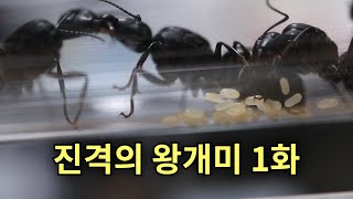 내 여왕개미가 허락도 없이 알을 낳았다.