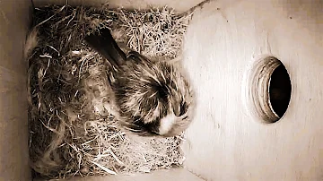 Where do birds sleep when they don't have a nest?