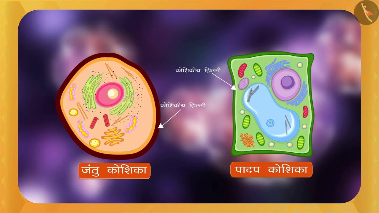 Part 1 1 Cell Envelope And Osmosis Hindi Class 9 part-1-1-cell-envelope-and-osmosis-hindi-class-9