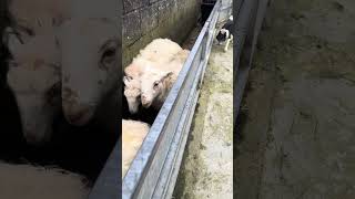 Macs The Sheepdog Loves His Job #Youtubeshorts #Farming #Sheep #Sheepdog #Viralshorts