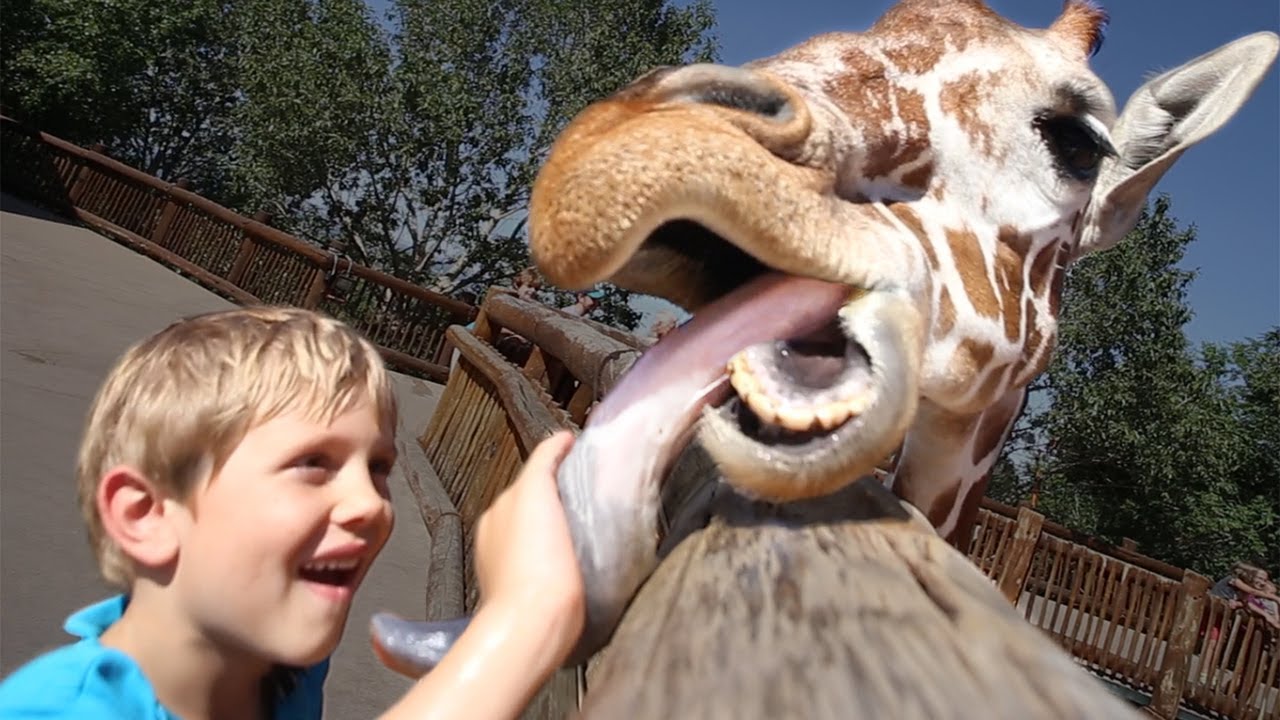 boy getting licked by giraffe, 20 inch giraffe tongue, zoo giraffe tongue l...