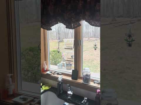 Bird at the window